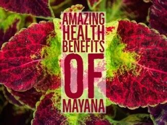 6 Amazing Health Benefits Of Niyog.